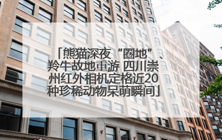 熊猫深夜“圈地”、羚牛故地重游 四川崇州红外相机定格近20种珍稀动物呆萌瞬间