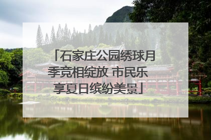 石家庄公园绣球月季竞相绽放 市民乐享夏日缤纷美景