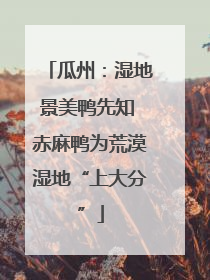瓜州：湿地景美鸭先知 赤麻鸭为荒漠湿地“上大分”