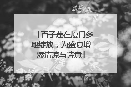 百子莲在厦门多地绽放，为盛夏增添清凉与诗意