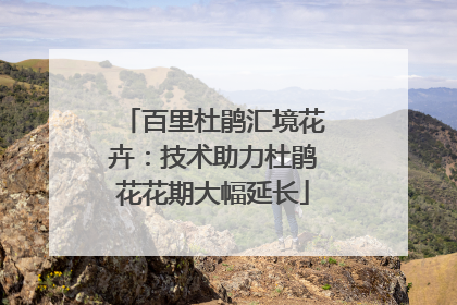 百里杜鹃汇境花卉：技术助力杜鹃花花期大幅延长