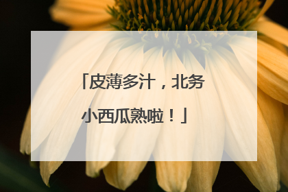 皮薄多汁，北务小西瓜熟啦！