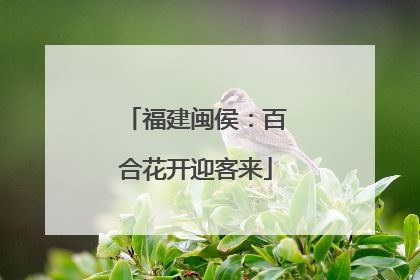 福建闽侯：百合花开迎客来