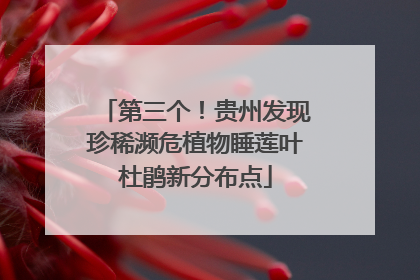 第三个！贵州发现珍稀濒危植物睡莲叶杜鹃新分布点