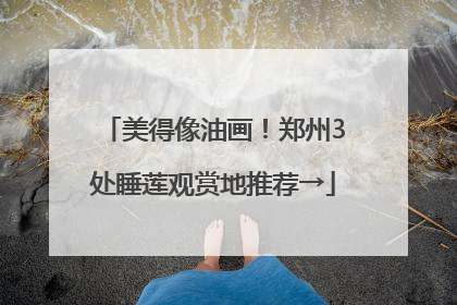美得像油画！郑州3处睡莲观赏地推荐→