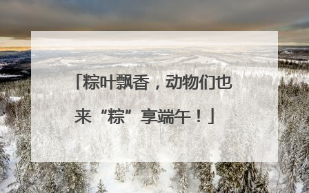 粽叶飘香，动物们也来“粽”享端午！