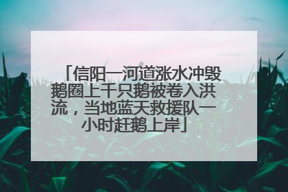 信阳一河道涨水冲毁鹅圈上千只鹅被卷入洪流，当地蓝天救援队一小时赶鹅上岸