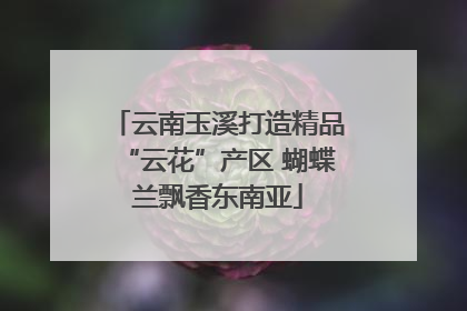 云南玉溪打造精品“云花”产区 蝴蝶兰飘香东南亚