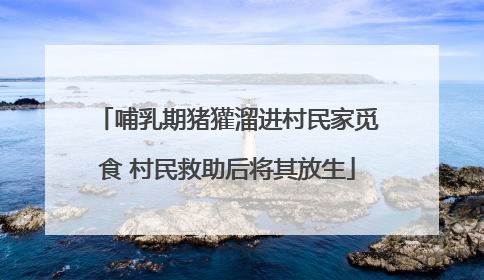 哺乳期猪獾溜进村民家觅食 村民救助后将其放生