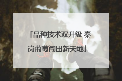品种技术双升级 秦岗葡萄闯出新天地