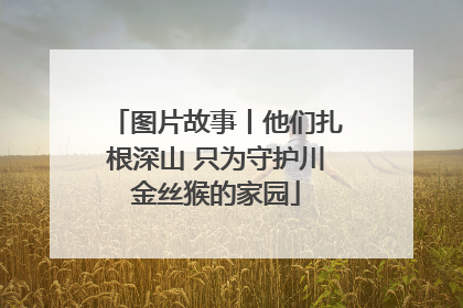 图片故事丨他们扎根深山 只为守护川金丝猴的家园