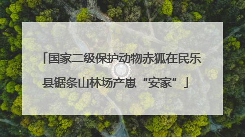 国家二级保护动物赤狐在民乐县锯条山林场产崽“安家”