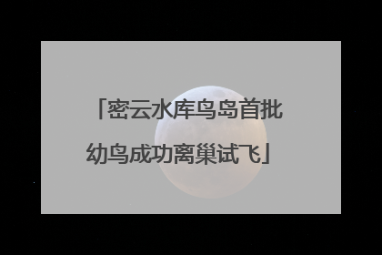密云水库鸟岛首批幼鸟成功离巢试飞