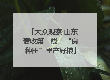 大众观察·山东麦收第一线丨“良种田”里产好粮