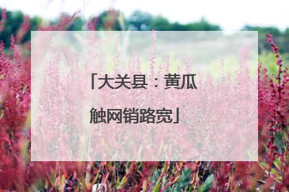 大关县：黄瓜触网销路宽