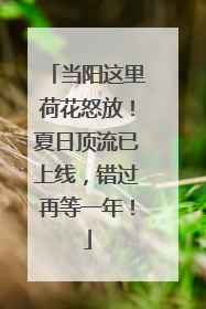 当阳这里荷花怒放！夏日顶流已上线，错过再等一年！