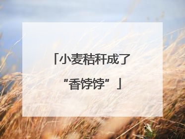 小麦秸秆成了“香饽饽”