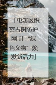 屯溪区织密古树防护网 让“绿色文物”焕发新活力