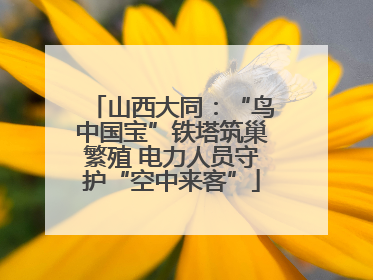 山西大同：“鸟中国宝”铁塔筑巢繁殖 电力人员守护“空中来客”
