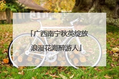 广西南宁秋英绽放 浪漫花海醉游人