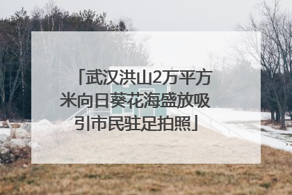 武汉洪山2万平方米向日葵花海盛放吸引市民驻足拍照