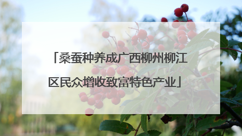 桑蚕种养成广西柳州柳江区民众增收致富特色产业