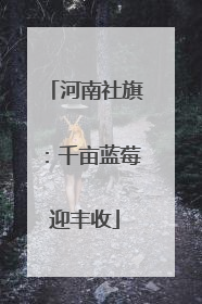 河南社旗：千亩蓝莓迎丰收