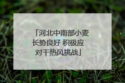 河北中南部小麦长势良好 积极应对干热风挑战