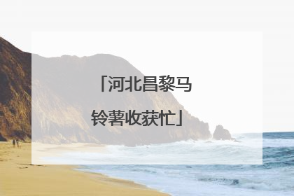 河北昌黎马铃薯收获忙