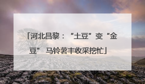 河北昌黎：“土豆”变“金豆” 马铃薯丰收采挖忙