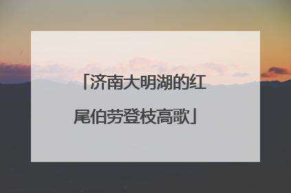 济南大明湖的红尾伯劳登枝高歌