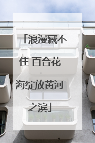 浪漫藏不住 百合花海绽放黄河之滨