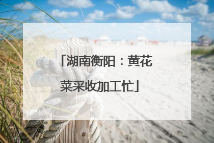 湖南衡阳：黄花菜采收加工忙