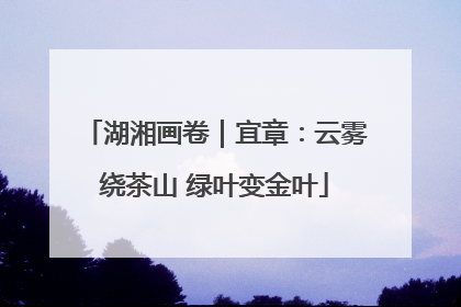 湖湘画卷｜宜章：云雾绕茶山 绿叶变金叶