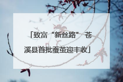 致富“新丝路” 苍溪县首批蚕茧迎丰收
