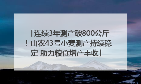 连续3年测产破800公斤！山农43号小麦测产持续稳定 助力粮食增产丰收