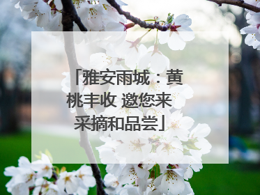 雅安雨城：黄桃丰收 邀您来采摘和品尝