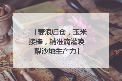 麦浪归仓，玉米接棒，精准滴灌唤醒沙地生产力