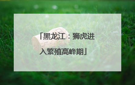 黑龙江：狮虎进入繁殖高峰期